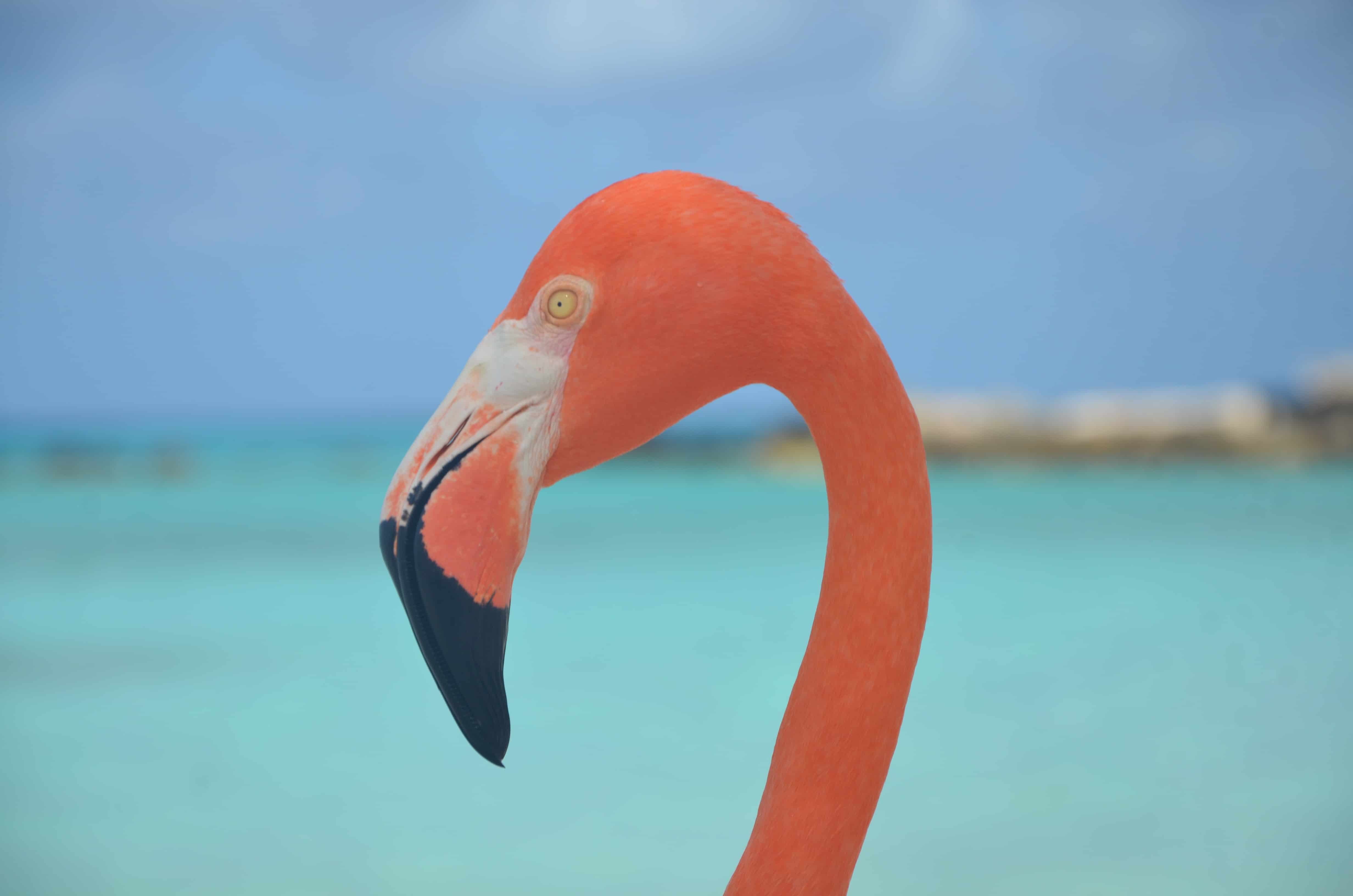 Playa flamingo Aruba como llegar
