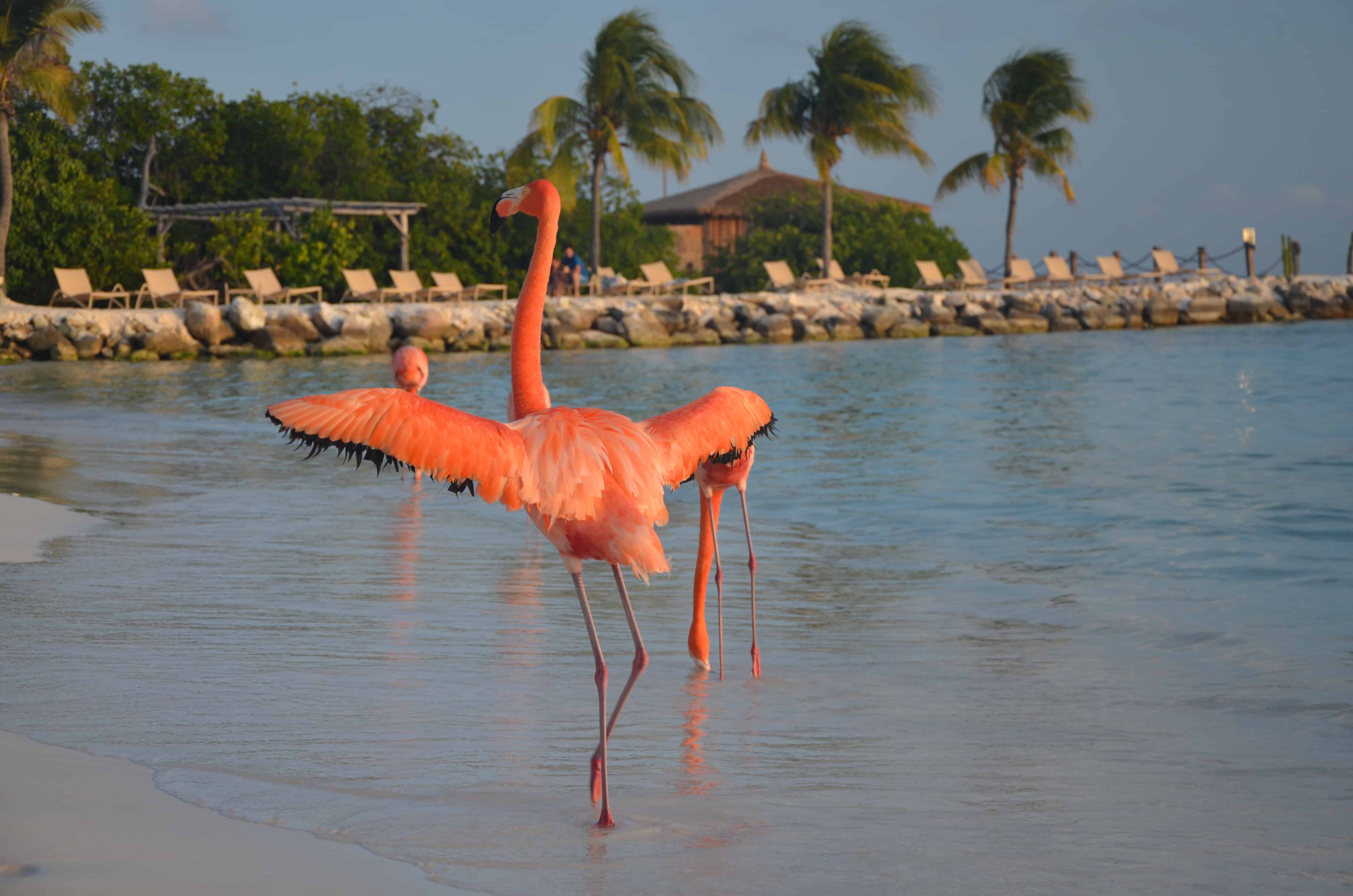 Flamingo beach Aruba