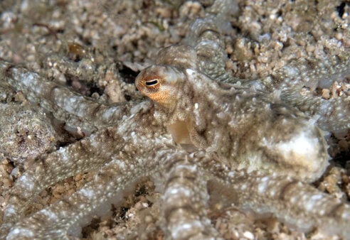 scuba diving, raja ampat, travels with tam