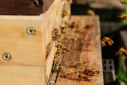 In beekeeping, virgin queens may opt to leave one hive for another