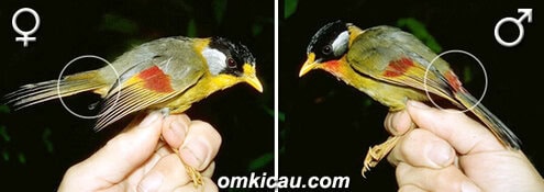 sexing burung pancawarna sejati