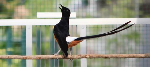 Ketika pakan kroto sulit didapatkan maka alternatifnya adalah menggunakan telur rebus sebagai penggantinya