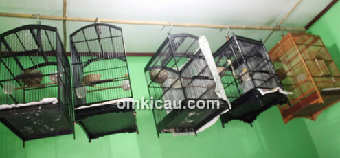 Breeding kenari sangkar gantung