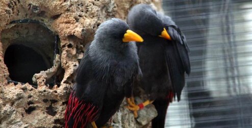 Jalak termasuk burung yang mudah dikembang biakan karena sifatnya