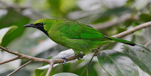 Suara burung cucak hijau mini