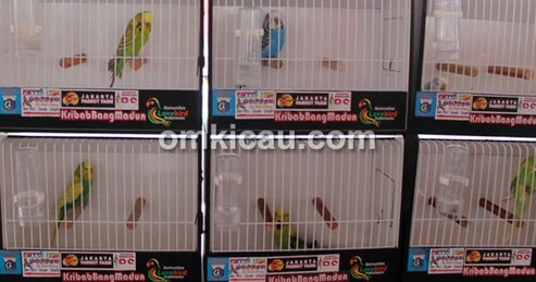 Parkit jenis budgerigar