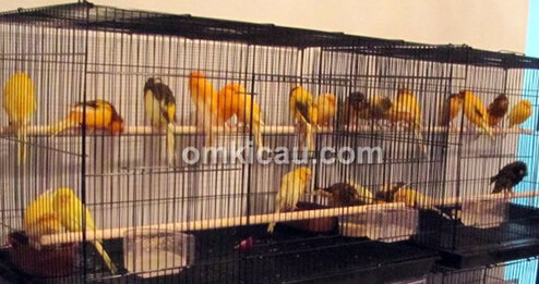 Kenari Yorkshire siap produksi