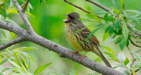 Embeiza muka hitam atau black faced bunting