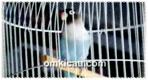 Lovebird Putri Mentaya, durasi ngekek lebih dari 40 detik.