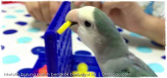 Melatih burung denan berbagai trik