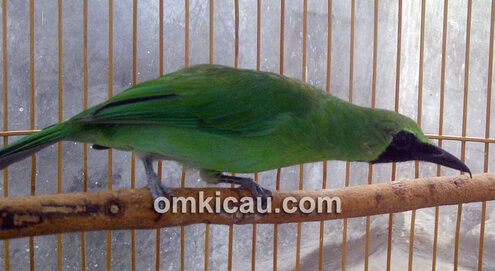cucak hijau jawara