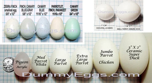 dummy telur