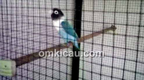 Lovebird penangkaran Om Sayifuddin