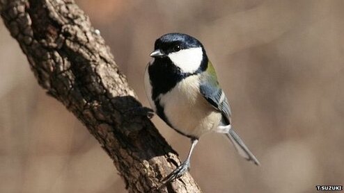Great tit mengkombinasikan nada panggilan alarm yang berbeda untuk mengkomunikasikan jenis predator tertentu