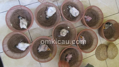 Boks inkubator anakan burung jalak