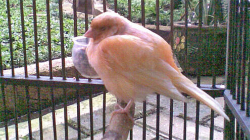 burung pilek