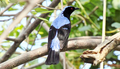 Cucak biru / cucak gadung