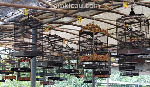 Suasana lomba kacer