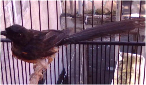 Burung MB dengan bulu rusak akan membuatnya tidak enak dipandang