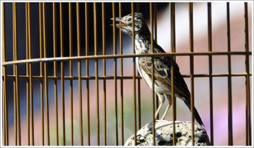 Branjangan cuma ngeriwik bisa diatasi dengan merubah setingan rawatan hariannya