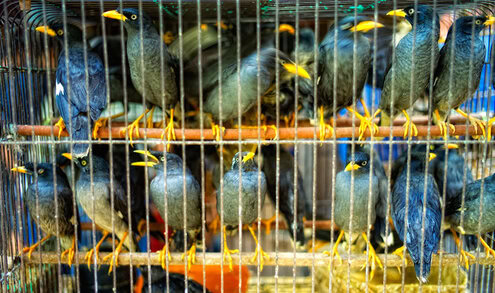 Cermat dalam pemilihan burung bakalan yang bisa dibuat jinak dan rajin bunyi terutama dari segi usia