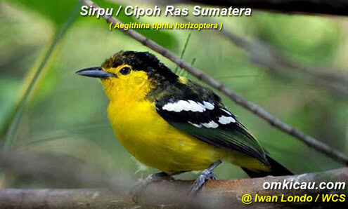 Burung sirpu / cipoh ras sumatere (Aegi thypia )