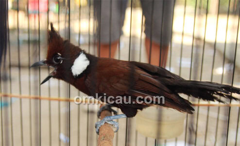 Cililin Black Diamond