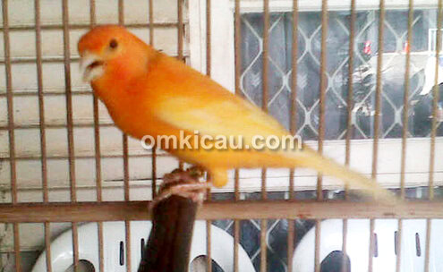 Kenari bon oranye