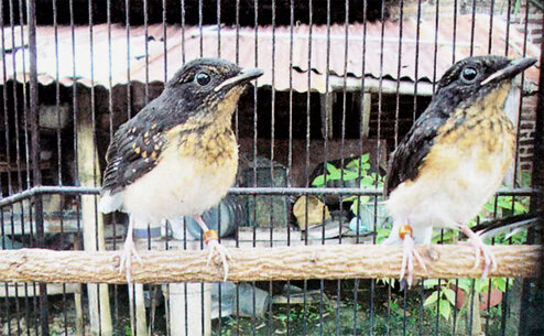 Pri Bird Farm Mojokerto