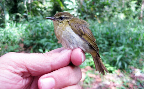 Burung cikrak sulawesi