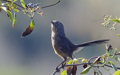 Burung wrentit