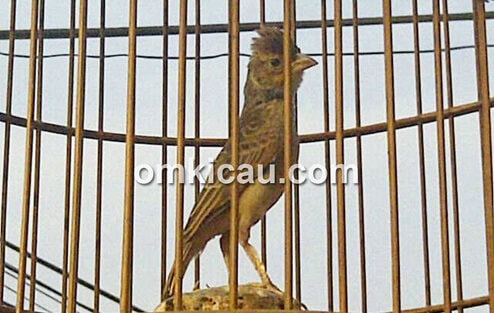 burung branjangan jawara