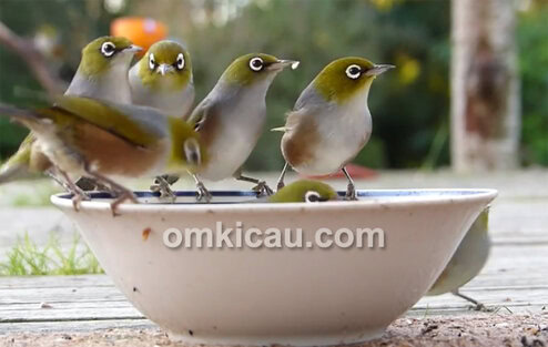 Burung silvereye