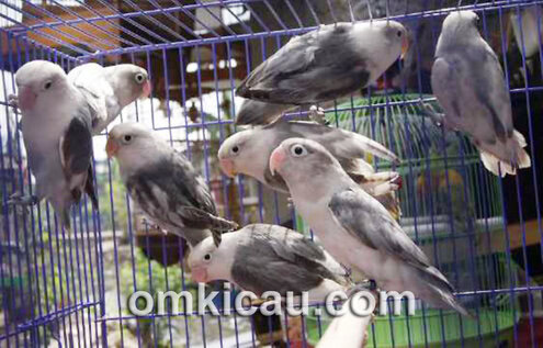 Lovebird black series Lovebird black series