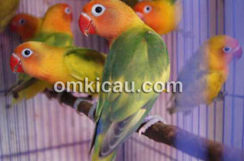 Lovebird green series Lovebird green series