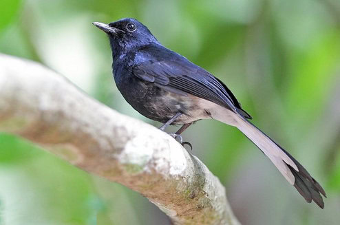 Kacer lutung niger