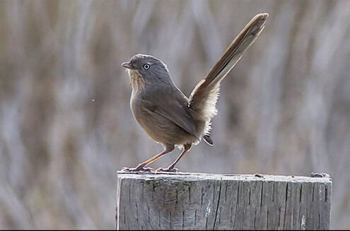 Burung wrentit