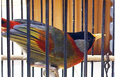 Burung pancawarna