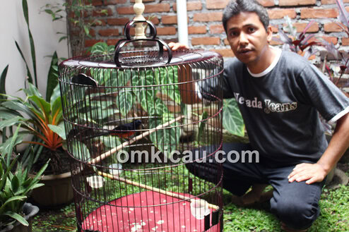 Om Novi dan murai batu Rudox