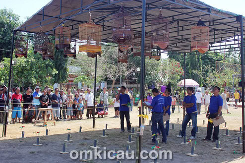 Kontes Burung Samawa 2013