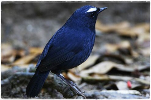 cingcoang biru
