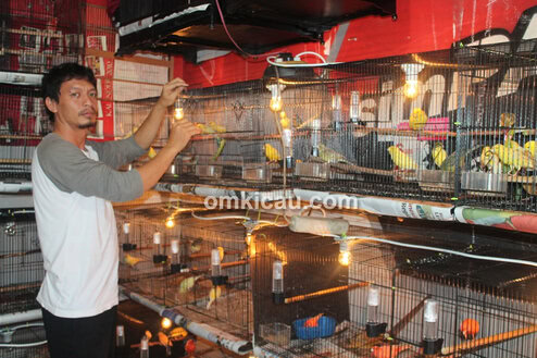 Ifung - Mifta Bird Shop Jakarta Barat