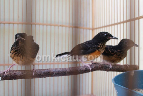 Breeding murai batu RBF Tangerang Selatan