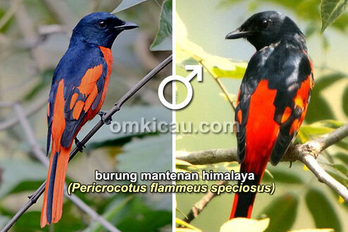 Burung mantenan himalaya (jantan)