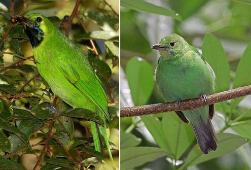 Pada burung jantan (kiri) bulu kuning berganti menjadi bulu hitam sedangkan betina bulu kuning menjadi putih