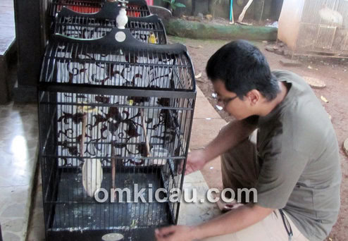 Seleksi indukan kenari