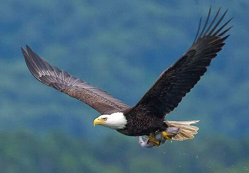 Burung elanglaut bald