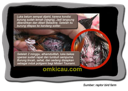 Sedot lemak pada burung