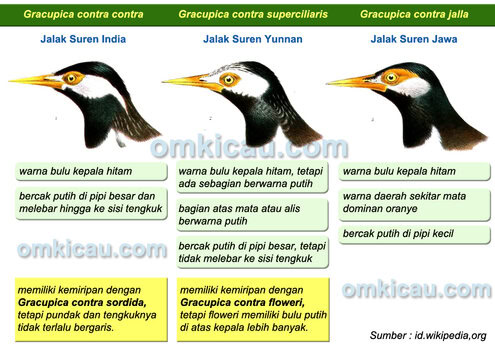 Beberapa perbedaan ras jalak suren