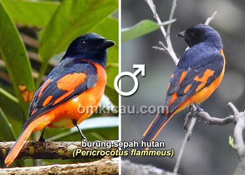 Burung sepah hutan (jantan)
